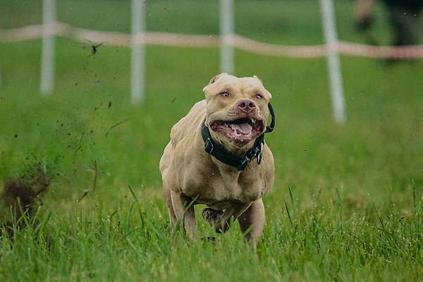 포토 JPG 해외이미지 동물 공원 행복 스포츠 셔츠 밭 포유류 모션 자연 놀이 건강 사람없음 야외 초록색 달리기 햇빛 뷰티 우주 정원 맑음 점프 검은색 경쟁 에너지 레이싱 잡기 개 유혹 강의 테리어 속도 호기심 사냥 사냥개 섬광 순간 순혈 해외202310 해외포토 공공시설 감정 컬러 컨셉 상의 농업 날씨 시합 태양 생태계 파일형식