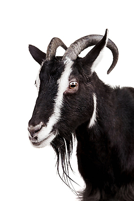 포토 JPG 해외이미지 한마리 염소 사람없음 흰배경 해외202310 해외포토 1 백그라운드 포유류 흰색 파일형식