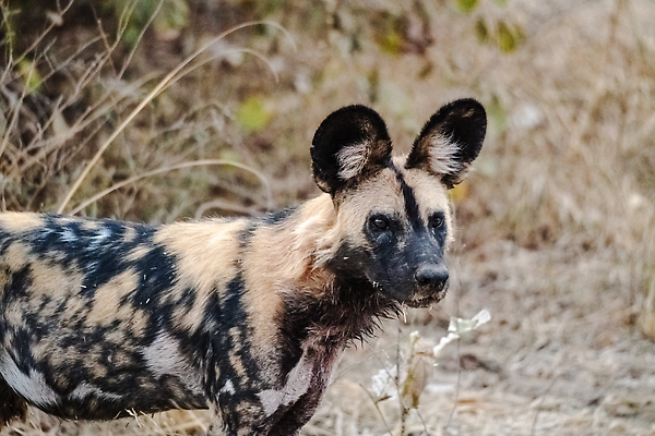 포토 JPG 해외이미지 동물 야생동물 새끼 포유류 아프리카 자연 사람없음 갈색 노란색 검은색 점 화려 그리기 황무지 개 위험 사파리 사냥 사냥개 귀 육식동물 사냥꾼 멸종 케냐 청각 늑대 남쪽 송곳니 동물상 사바나 잠비아 해외202310 해외포토 직업 나라 컬러 컨셉 모션 신체부위 조형물 치아 방향 생태계 파일형식