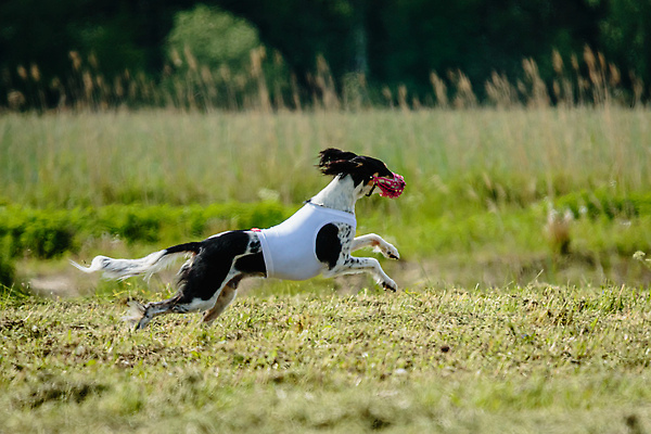 포토 JPG 해외이미지 동물 공원 행복 스포츠 셔츠 밭 포유류 모션 자연 놀이 건강 사람없음 야외 초록색 달리기 햇빛 뷰티 우주 정원 맑음 점프 검은색 경쟁 에너지 레이싱 잡기 개 유혹 강의 테리어 속도 호기심 사냥 사냥개 섬광 순간 순혈 해외202310 해외포토 레이스천 공공시설 감정 컬러 컨셉 상의 농업 날씨 시합 태양 직물 생태계 파일형식