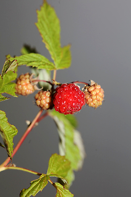 포토 JPG 해외이미지 식물 계절 열매 음식 백그라운드 잎 농업 다이어트 과일 자연 딸기 디저트 건강 사람없음 야외 빨간색 여름 뷰티 정원 수확 신선 그룹 닫기 달콤 맛 수집 상쾌 유기농 원예 블루베리 날것 산딸기 비타민 블랙베리 내추럴 건포도 고립 루비 식용 비건 해외202310 해외포토 웰빙 감정 산업 컬러 컨셉 모션 포도 취미 보석 생태계 건과일 영양소 채식주의자 파일형식