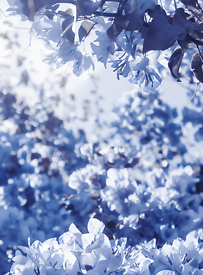 포토 JPG 해외이미지 꽃 백그라운드 나뭇잎 사람없음 파란색 나뭇가지 해외202310 해외포토 나무 식물 컬러 잎 파일형식