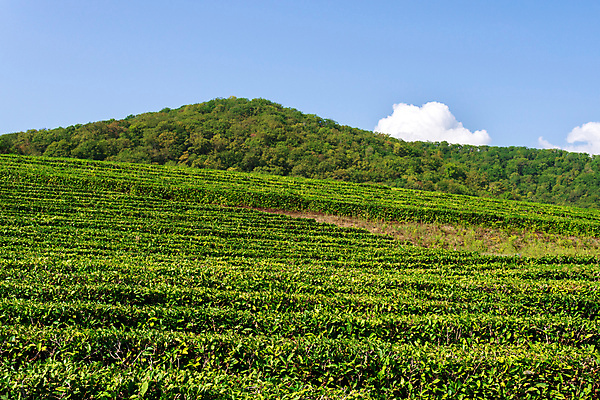 포토 JPG 해외이미지 백그라운드 잎 밭 하늘 사람없음 초록색 농장 맑음 신선 녹차 유기농 해외202310 해외포토 식물 웰빙 컬러 농업 날씨 차_음료 파일형식