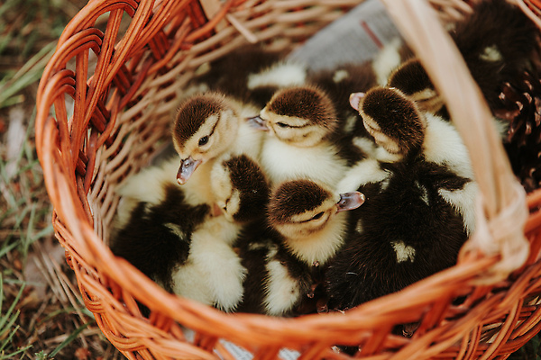 포토 JPG 해외이미지 동물 아시아 어린이 컬러 백그라운드 농업 자연 조류 오리 실내 사람없음 반려동물 뷰티 농장 갈색 노란색 바구니 봄 아기 신생아 그룹 군중 작음 대나무 깃털 부리 겹침 솜털 밀짚 청둥오리 많음 해외202310 해외포토 나무 계절 나라 산업 컨셉 사람 내부 짚 크기 생태계 파일형식
