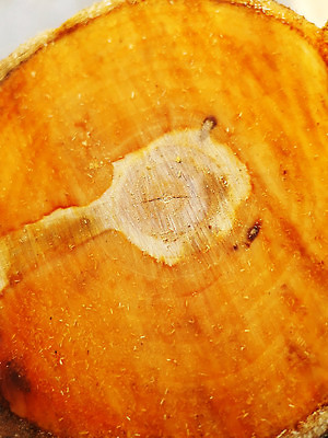 포토 JPG 해외이미지 나무 식물 선 백그라운드 부분 자연 표면 추상 사람없음 야외 목재 그래픽 갈색 노란색 사진촬영 봄 줄무늬 신선 반지 원형 닫기 자르기 그림 유기농 질감 통나무 내추럴 생태학 수목 노화 해외202310 해외포토 도형 웰빙 계절 교육 컬러 컨셉 무늬 재료 장신구 모션 촬영 생태계 파일형식