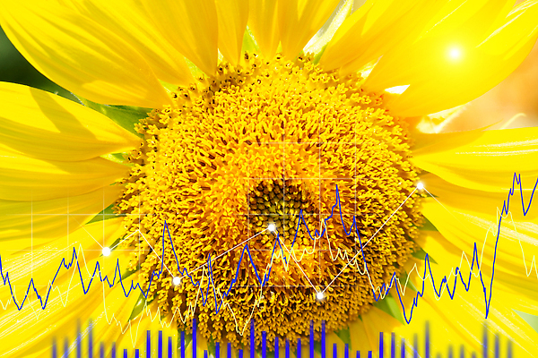 포토 JPG 해외이미지 식물 손 계절 음식 컨셉 밭 농업 비즈니스 자연 그래프 해바라기 사람없음 그래픽 금융 경제 글로벌 농장 수확 성장 농촌 변화 가격 분석 보안 투자 내추럴 밭일 우울증 위기 해외202310 해외포토 꽃 산업 안전 신체부위 시골 질병 생태계 파일형식