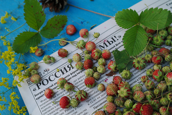 포토 JPG 해외이미지 식물 손 계절 열매 꽃 음식 줄기 컬러 백그라운드 잎 농업 과일 자연 딸기 디저트 건강 사람없음 빨간색 초록색 농작물 환경 수확 성장 흰색 나뭇가지 신선 달콤 맛 숲 다발 허브 상쾌 유기농 아로마 고립 숙성 채식주의자 맛있는 해외202310 해외포토 나무 웰빙 감정 산업 컨셉 신체부위 생태계 채식 파일형식