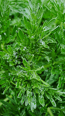 포토 JPG 해외이미지 식물 꽃 백그라운드 잎 자연 탁자 표면 새로움 그림자 서기 사람없음 목재 빛 울타리 세일 상점 정원 어둠 골동품 광선 물방울 나뭇가지 시골 신선 판넬 바늘 체리 이슬 카네이션 질감 아로마 지역 금잔화 채소밭 모종 옛날 프로젝트 가문비나무 그리너리 개조 해외202310 해외포토 나무 가구 컨셉 밭 과일 재료 모션 담장 도구 생태계 파일형식 트랜드컬러