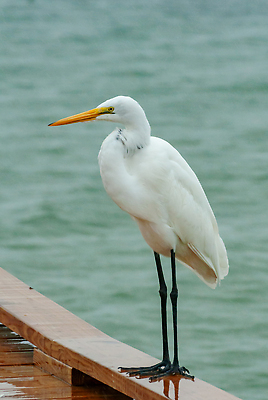 포토 JPG 해외이미지 동물 호수 야생동물 자연 조류 낚시 서기 사람없음 물 뷰티 흰색 연못 우아함 습지 큼 왜가리 깃털 부리 눈내림 플로리다 해외202310 해외포토 자연요소 컬러 컨셉 모션 레저 눈_날씨 미국 크기 생태계 파일형식