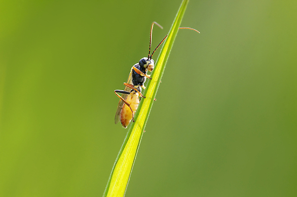 포토 JPG 해외이미지 동물 계절 야생동물 곤충 절지류 자연 생물 안테나 사람없음 야외 컬러풀 정원 황무지 닫기 말벌 작음 수분 무서움 묘사 생물학 꽃가루 꿀 서식지 내추럴 기어가기 동물상 취급주의 디테일 해외202310 해외포토 교육 감정 컬러 통신 모션 경고 조형물 벌_곤충 크기 가루 생태계 파일형식