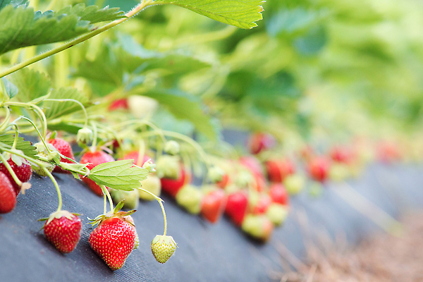 포토 JPG 해외이미지 줄기 잎 밭 과일 딸기 사람없음 농사 성장 딸기밭 해외202310 해외포토 식물 농업 파일형식