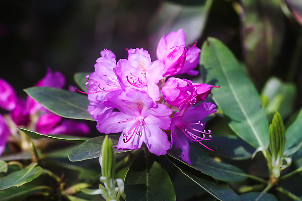 포토 JPG 해외이미지 나무 식물 공원 꽃잎 꽃 분홍색 컬러 백그라운드 잎 꽃무늬 자연 풍경 사람없음 야외 장식 빨간색 초록색 여름 컬러풀 햇빛 뷰티 정원 보라색 봄 벚꽃 흰색 나뭇가지 신선 개화 5월 진달래 제비꽃 원예 화단 내추럴 생태학 영원 해외202310 해외포토 계절 공공시설 교육 무늬 취미 태양 날짜 생태계 파일형식