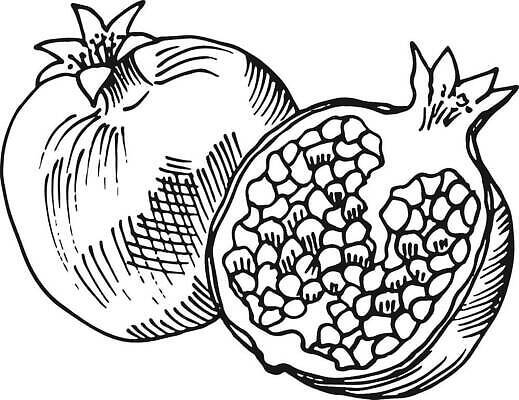 EPS 해외이미지 식물 손 디자인 열매 선 음식 조각 백그라운드 과일 일러스트 재료 자연 잉크 건강 씨앗 컬러풀 검은색 신선 달콤 맛 스케치 그림 유기농 석류 판화 내추럴 고립 숙성 엘리먼트 채식주의자 벡터 맛있는 해외202310 해외일러스트 웰빙 컬러 컨셉 미술 신체부위 생태계 채식 파일형식