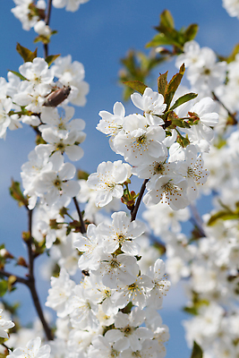 포토 JPG 해외이미지 나무 식물 계절 꽃 분홍색 컬러 백그라운드 잎 꽃무늬 농업 과일 자연 사람없음 초록색 뷰티 농장 정원 맑음 봄 성장 벚꽃 나뭇가지 시골 신선 닫기 사과 과수원 4월 원예 향기 내추럴 밭일 해외202310 해외포토 산업 무늬 모션 날씨 취미 날짜 생태계 냄새 파일형식