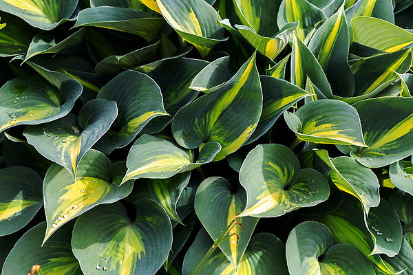 포토 JPG 해외이미지 식물 계절 공원 컬러 백그라운드 잎 꽃무늬 패턴 자연 벽지 추상 종류 사람없음 야외 장식 초록색 여름 뷰티 환경 정원 봄 성장 흰색 신선 그늘 원예 질감 내추럴 영원 해외202310 해외포토 공공시설 꽃 무늬 취미 생태계 파일형식