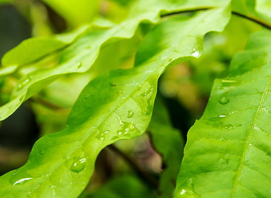 포토 JPG 해외이미지 식물 백그라운드 잎 꽃무늬 패턴 자연 추상 사람없음 야외 장식 초록색 농장 환경 정원 봄 신선 질감 생태학 해외202310 해외포토 계절 교육 꽃 컬러 무늬 농업 생태계 파일형식