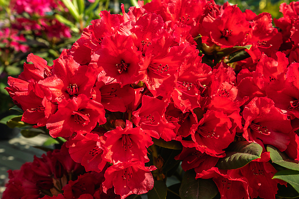 포토 JPG 해외이미지 식물 꽃 컬러 백그라운드 잎 꽃무늬 자연 사람없음 야외 장식 빨간색 여름 컬러풀 뷰티 봄 기쁨 벚꽃 5월 진달래 수국 해외202310 해외포토 계절 감정 무늬 날짜 생태계 파일형식