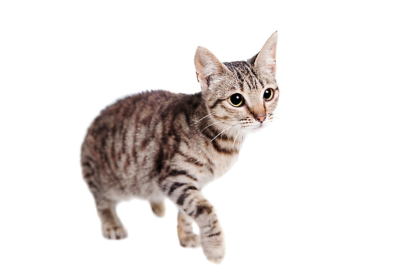 포토 JPG 해외이미지 한마리 사람없음 고양이 흰배경 해외202310 해외포토 1 백그라운드 포유류 반려동물 흰색 파일형식