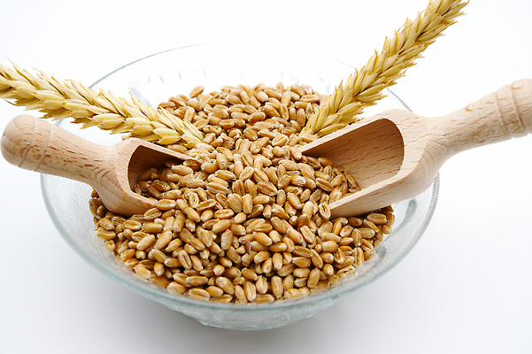 포토 JPG 해외이미지 식물 계절 음식 빵 백그라운드 농업 자연 건조 건강 씨앗 사람없음 여름 농작물 농장 갈색 노란색 농사 수확 가을 흰색 시골 황금 낟알 시리얼 밀 국자 유기농 귀 밀가루 내추럴 고립 밭일 숙성 작살 세련 해외202310 해외포토 웰빙 산업 컬러 주방용품 곡류 신체부위 가루 생태계 파일형식