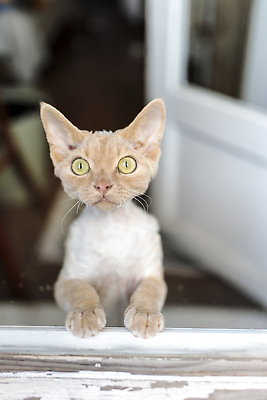 포토 JPG 해외이미지 동물 음식 털 실내 앉기 사람없음 일상 반려동물 뷰티 식사 고양이 흰색 관찰 우아함 핥기 작음 먹기 배고픔 날씬함 얼룩무늬 건강식 단아함 수유 이국적 카피스페이스 순혈 해외202310 해외포토 컬러 컨셉 무늬 포유류 모션 내부 라이프 공백 크기 몸매 파일형식