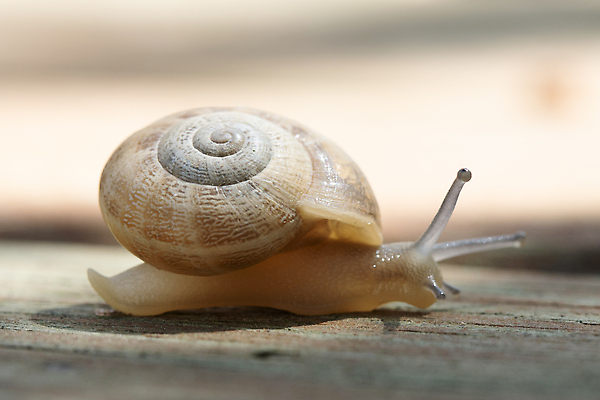 포토 JPG 해외이미지 동물 야생동물 음식 자연 연체동물 사람없음 야외 초록색 정원 껍질 자신감 해충 묘사 달팽이 느림 세대 민달팽이 주목 해외202310 해외포토 감정 컬러 무척추동물 벌레 생태계 파일형식 달팽이_동물