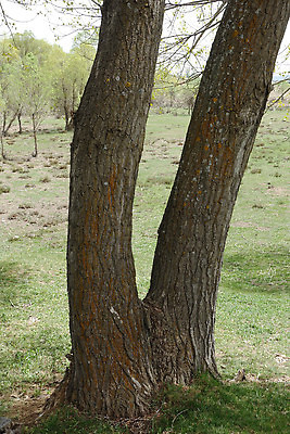 포토 JPG 해외이미지 나무 벽 자연 풍경 사람없음 야외 목재 환경 가을 흰색 숲 질감 나무껍질 내추럴 옛날 해외202310 해외포토 식물 계절 컬러 재료 껍질 생태계 파일형식