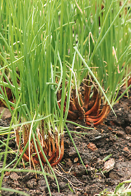포토 JPG 해외이미지 식물 지구 음식 줄기 컬러 백그라운드 잎 밭 농업 채소 양파 사람 사람없음 야외 초록색 컬러풀 농장 농경지 쌓기 정원 봄 수확 성장 신선 업무 그룹 시장 군중 농부 땅 먹기 원예 뿌리 장면 땅바닥 밭일 영양분 줄서기 많음 해외202310 해외포토 직업 계절 산업 컨셉 모션 바닥 취미 작업 파일형식