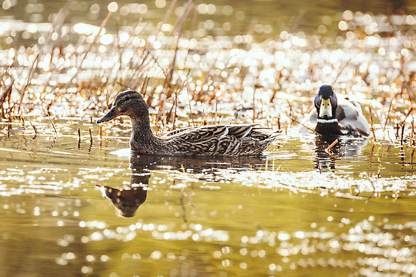 포토 JPG 해외이미지 동물 커플 호수 야생동물 날개 자연 조류 오리 사람없음 가로 물 강 컬러풀 환경 수영 연못 물새 청둥오리 동물상 카피스페이스 해외202310 해외포토 자연요소 컬러 관계 조형물 공백 수상스포츠 생태계 파일형식