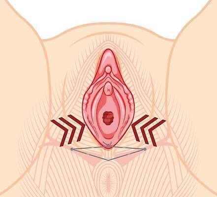 EPS 해외이미지 모델 디자인 여자 신체 일러스트 부분 해부 실내 사람 약 화장품 임신 흰색 조직 오르간 실 스케치 피부 오브젝트 생물학 순환 지역 시스템 자궁 암 고립 리프팅 복부 전후 벡터 효과 해외202310 해외일러스트 교육 컬러 의학 모션 미술 내부 신체부위 뷰티 비교 건반악기 장기 질병 파일형식 악기 컨셉 문화예술 건반 음악