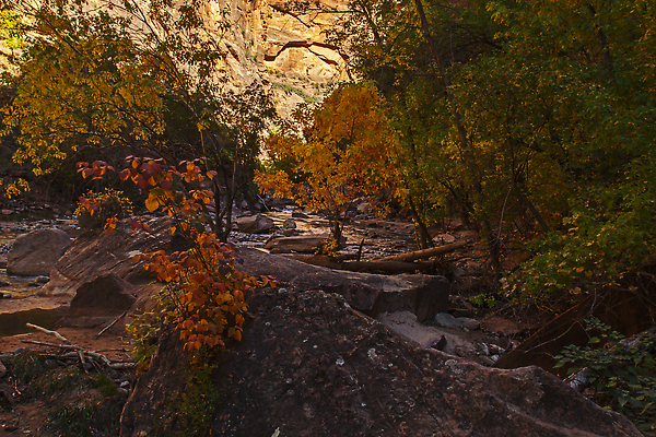 포토 JPG 해외이미지 나무 공원 여행 자국 자연 하늘 휴가 산 국립공원 풍경 사람없음 야외 빨간색 물 강 뷰티 여행객 환경 골짜기 계곡 미국 산책 하이킹 사막 바위 황무지 좁은 사암 시온산 전국 해외202310 해외포토 자연요소 식물 공공시설 컬러 북아메리카 레저 휴식 사람 돌_바위 생태계 파일형식
