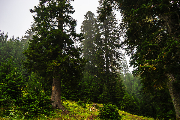 포토 JPG 해외이미지 나무 식물 도로 길 여행 자연 하늘 산 풍경 사람없음 초록색 여름 파란색 시골 숲 휴양지 지역 내추럴 방법 서쪽 해외202310 해외포토 계절 컬러 교통시설 장소 방향 생태계 파일형식