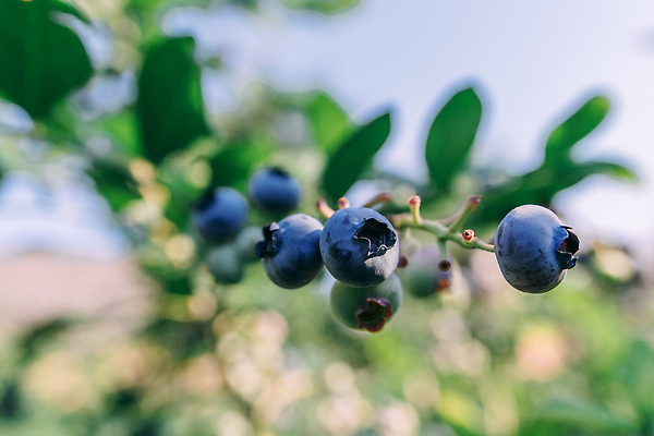 포토 JPG 해외이미지 식물 열매 음식 잎 농업 다이어트 과일 자연 디저트 건강 이끼 사람없음 초록색 파란색 농작물 정원 검은색 수확 성장 나뭇가지 신선 수비 닫기 달콤 숲 다발 수집 먹기 관목 유기농 블루베리 암 내추럴 숙성 맛있는 해외202310 해외포토 나무 웰빙 산업 컬러 모션 맛 질병 생태계 파일형식
