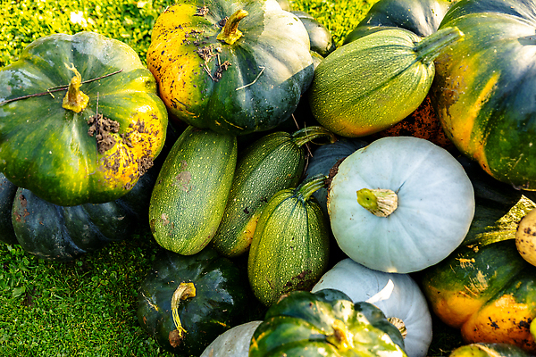 포토 JPG 해외이미지 계절 음식 겨울 농업 오렌지 호박 종류 사람없음 장식 빨간색 초록색 파란색 컬러풀 농장 노란색 축제 할로윈 수확 껍질 흰색 볏짚 11월 박 추수감사절 스쿼시 10월 땅바닥 해외202310 해외포토 산업 기독교 스포츠 컬러 채소 과일 바닥 구기 날짜 짚 파일형식