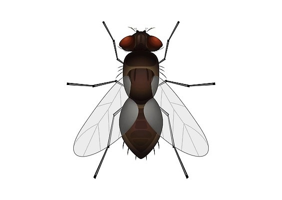 EPS 해외이미지 클립아트 동물 캐릭터 디자인 행복 야생동물 어린이 나비 곤충 날개 라인일러스트 일러스트 자연 날리기 추상 안테나 미술 미소 그래픽 장식 여름 세트 검은색 봄 흰색 아기 벌레 낙서 만화 스케치 딱정벌레 심볼 오브젝트 사인 그림 심플 윤곽 손그림 나방 고립 동물상 엘리먼트 벡터 해외202310 해외일러스트 일러캐릭터 계절 감정 컬러 무늬 통신 모션 문화예술 표정 사람 조형물 생태계 파일형식