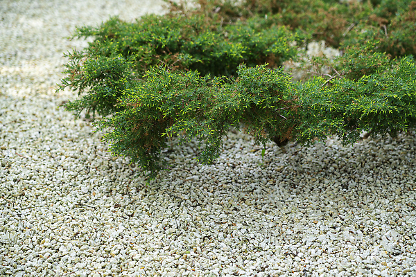 포토 JPG 해외이미지 나무 식물 디자인 공원 꽃 백그라운드 잎 꽃무늬 자연 주택 풍경 잔디 사람없음 야외 초록색 여름 컬러풀 뷰티 평화 환경 정원 침묵 봄 성장 벚꽃 바위 침대 원예 질감 조경 화단 뒤뜰 정중 해외202310 해외포토 계절 공공시설 컬러 가구 컨셉 무늬 취미 건물 소리 돌_바위 생태계 파일형식