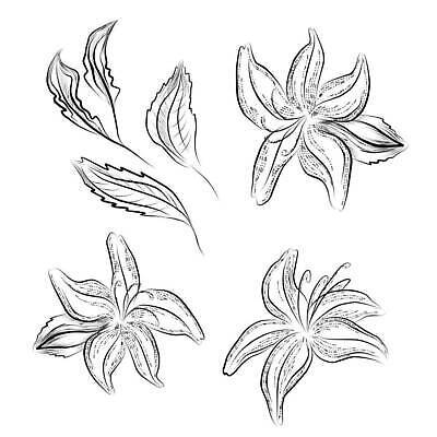 EPS 해외이미지 식물 손 디자인 꽃 실루엣 선 결혼 백그라운드 꽃무늬 패턴 일러스트 자연 벽지 추상 잉크 미술 그래픽 장식 여름 뷰티 정원 검은색 봄 수확 벚꽃 흰색 직물 신용카드 낙서 백합 스케치 천 그림 질감 윤곽 엘리먼트 스타일 벡터 해외202310 해외일러스트 계절 컬러 무늬 농업 문화예술 촬영기법 이벤트 신체부위 금융 생태계 파일형식