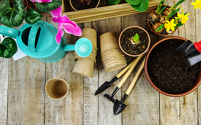 포토 JPG 해외이미지 꽃 화분 사람없음 정원 흙 물뿌리개 성장 종이컵 삽 원예 나무바닥 해외202310 해외포토 식물 바닥 취미 컵 일회용 파일형식