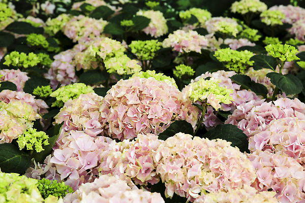 포토 JPG 해외이미지 식물 계절 꽃잎 꽃 분홍색 백그라운드 잎 꽃무늬 자연 선물 풍경 사람없음 야외 장식 빛 컬러풀 뷰티 장미 귀여움 정원 보라색 봄 낭만 벚꽃 흰색 나뭇가지 축하 신선 우아함 6월 다발 제비꽃 관목 묘사 원예 질감 부드러움 수국 내추럴 파스텔톤 해외202310 해외포토 나무 컬러 컨셉 무늬 취미 감각 날짜 생태계 파일형식