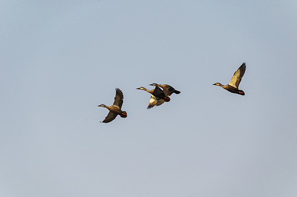 포토 JPG 해외이미지 동물 호수 야생동물 자연 조류 사람없음 깃털 물새 청둥오리 해외202310 해외포토 오리 생태계 파일형식