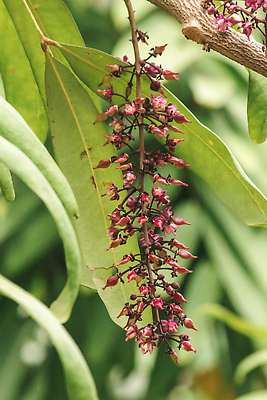 포토 JPG 해외이미지 나무 식물 열매 아시아 음식 컬러 꽃다발 백그라운드 잎 채소 과일 자연 건강 씨앗 동양인 사람없음 야외 목재 빨간색 초록색 여름 뷰티 약 환경 정원 검은색 견과류 흰색 나뭇가지 신선 그룹 달콤 다발 허브 오브젝트 유기농 날것 비타민 내추럴 숙성 채식주의자 해외202310 해외포토 웰빙 계절 꽃 나라 재료 의학 인종 맛 생태계 채식 영양소 파일형식