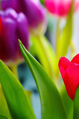 포토 JPG 해외이미지 식물 계절 꽃잎 꽃 분홍색 컬러 꽃다발 백그라운드 잎 꽃무늬 자연 사람없음 빨간색 초록색 컬러풀 뷰티 노란색 정원 봄 활발 튤립 벚꽃 신선 개화 해외202310 해외포토 컨셉 무늬 생태계 파일형식