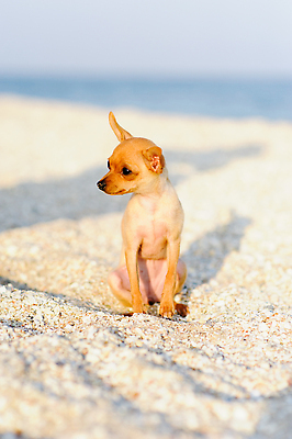 포토 JPG 해외이미지 동물 응시 행복 음식 모래 파도 바다 여행 자연 놀이 하늘 휴가 휴식 사람없음 야외 물 파란색 반려동물 달리기 태양 갈색 여행객 기쁨 흰색 뜨거움 개 강아지 작음 테리어 먹기 기르기 해외202310 해외포토 자연요소 시선 감정 컬러 컨셉 포유류 모션 사람 크기 생태계 돌봄 파일형식
