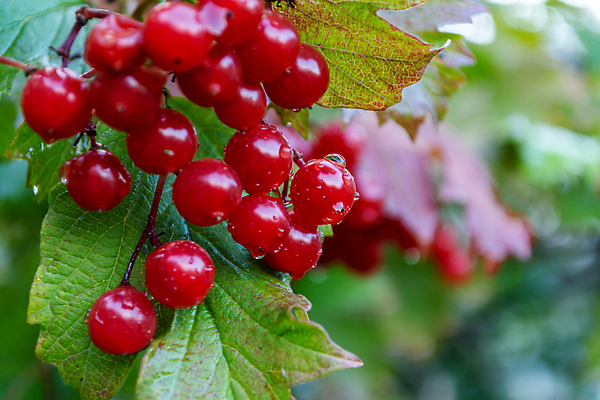 포토 JPG 해외이미지 식물 열매 음식 백그라운드 잎 과일 자연 건강 사람없음 야외 가로 빨간색 초록색 물 농작물 컬러풀 햇빛 뷰티 약 정원 젖음 수확 성장 물방울 나뭇가지 붓 닫기 떨어짐 9월 다발 빗방울 원예 숙성 해외202310 해외포토 자연요소 나무 컬러 컨셉 농업 의학 모션 취미 태양 비_날씨 날짜 생태계 파일형식