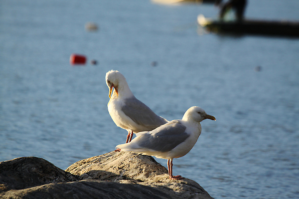 포토 JPG 해외이미지 동물 야생동물 바다 캐나다 자연 갈매기 조류 사람없음 북극 육식동물 암초 북쪽 반구 동물상 해외202310 해외포토 북아메리카 조형물 원형 극지방 방향 생태계 파일형식