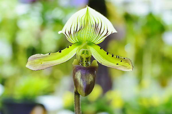 포토 JPG 해외이미지 나무 식물 디자인 꽃잎 꽃 분홍색 컬러 백그라운드 잎 꽃무늬 자연 사람없음 초록색 뷰티 노란색 보라색 스파 벚꽃 흰색 신선 난초 이국적 해외202310 해외포토 무늬 생태계 파일형식