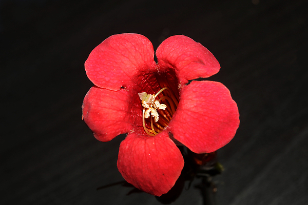 포토 JPG 해외이미지 식물 계절 꽃 유럽 분홍색 컬러 자연 사람없음 야외 장식 여름 컬러풀 바구니 정원 보라색 봄 성장 벚꽃 개화 닫기 제비꽃 묘사 오브젝트 원예 화단 덩어리 잡종 내추럴 많음 피튜니아 해외202310 해외포토 나라 컨셉 모션 취미 생태계 파일형식