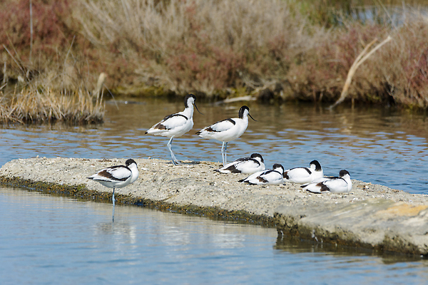 포토 JPG 해외이미지 야생동물 2 날개 가족 청소년 자연 벽지 조류 엄마 오리 병아리 사랑 미술 앉기 사람없음 옆모습 머리 귀여움 수영 회색 덮개 껍질 흰색 아기 점 기다림 보호 깃털 비둘기 생물학 꼬리 목 기르기 돌봄 절정 못생김 해외202310 해외포토 동물 교육 감정 뷰포인트 컬러 컨셉 관계 모션 문화예술 사람 신체부위 뚜껑 수상스포츠 생태계 파일형식