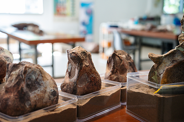 포토 JPG 해외이미지 동물 공원 교육 문화 과학 자연 뼈 골격 실험 사람 사람없음 갈색 전시 바위 죽음 역사 진화 미술관 전시회 공룡 박물관 화석 사암 선사시대 발견 내추럴 고고학 해골모형 쥬라기 해외202310 해외포토 공공시설 컬러 파충류 모형 돌_바위 소방 생태계 파일형식