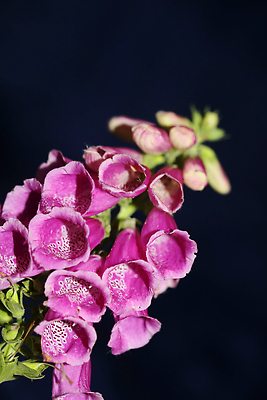 포토 JPG 해외이미지 식물 계절 꽃잎 꽃 유럽 야생동물 분홍색 컬러 백그라운드 잎 꽃무늬 자연 사람없음 야외 초록색 여름 컬러풀 햇빛 뷰티 정원 보라색 봄 들꽃 벚꽃 개화 난초 닫기 제비꽃 묘사 내추럴 해외202310 해외포토 동물 나라 무늬 모션 태양 생태계 파일형식