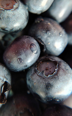 포토 JPG 해외이미지 템플릿 1 열매 음식 백그라운드 다이어트 과일 자연 디저트 사람없음 여름 파란색 수확 신선 원형 달콤 농부 잼 유기농 원예 블루베리 날것 내추럴 숙성 채식주의자 맛있는 해외202310 해외포토 도형 식물 직업 웰빙 계절 컬러 농업 건강 취미 소스_음식 맛 생태계 채식 파일형식